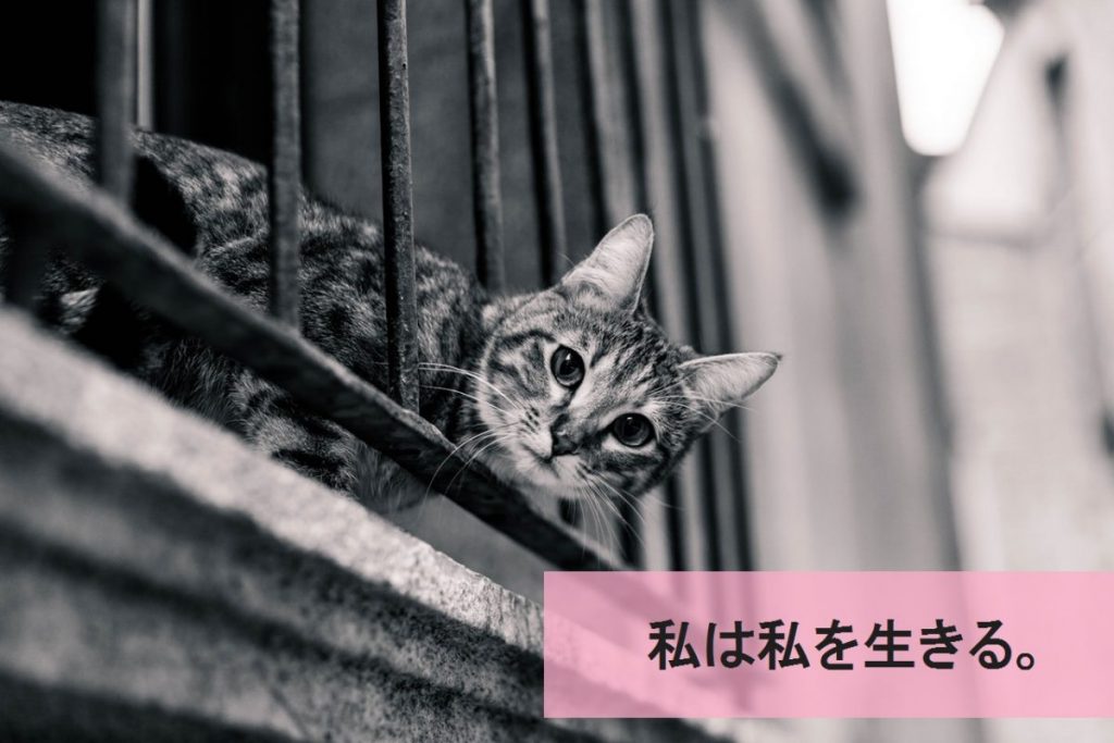 cat-balcony-surprised-look1