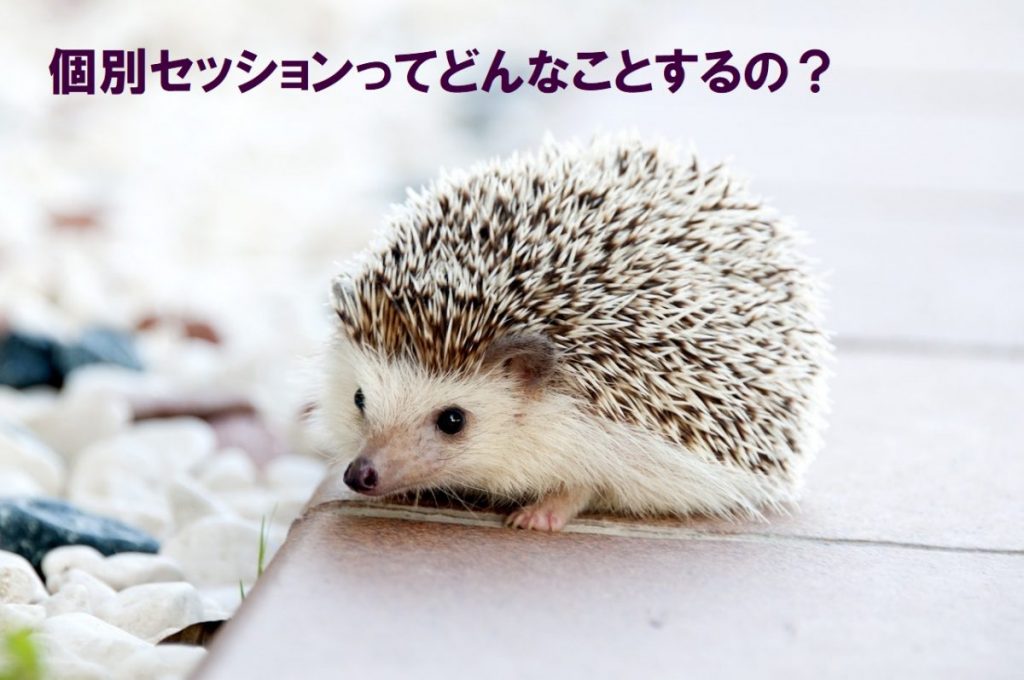 hedgehog-animal-baby-cute1