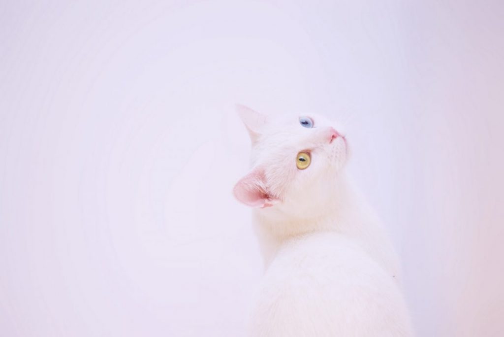 oddeye_cat